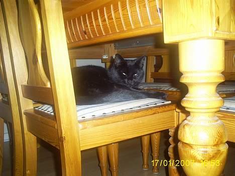 Huskat pjuske - Pjuske sove meget når hun er indfor billede 15