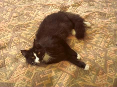 Norsk Skovkat Tantus KitKat Død den 11-10-2011 - er jeg ikke dejlig ... billede 11