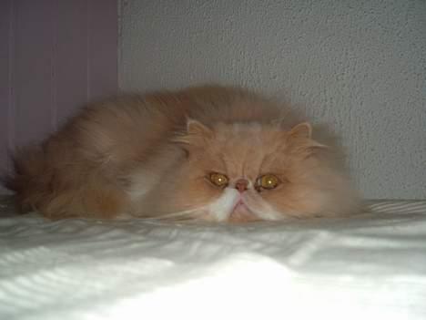 Perser William billede 12