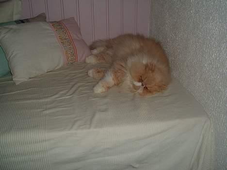 Perser William billede 13