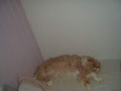 Perser William billede 14