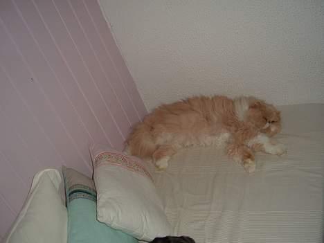 Perser William billede 15