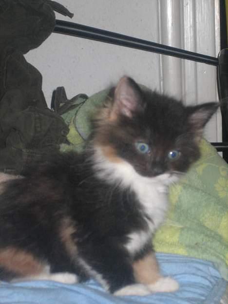 Norsk Skovkat Gucci - Gucci 6 uger gammel... billede 1