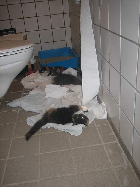 Norsk Skovkat Gucci - Gucci leger med toiletpapiret...  billede 2