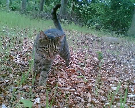 Blanding af racer Chubbc - Jeg sniger mig mor:-) billede 1