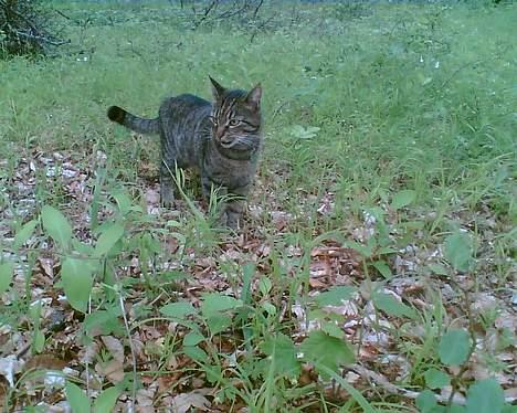 Blanding af racer Chubbc - På skov tur med familien. billede 3
