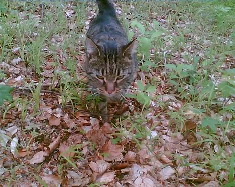 Blanding af racer Chubbc - Hej:-) billede 4