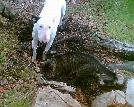 Blanding af racer Chubbc - Graver huller med lille søster. billede 5