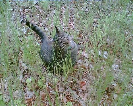 Blanding af racer Chubbc - Han får rigtig gjort sig til.. billede 6