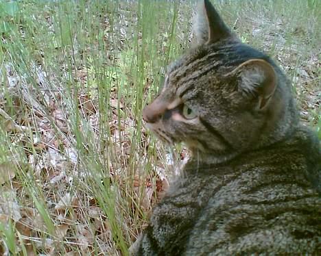 Blanding af racer Chubbc billede 7