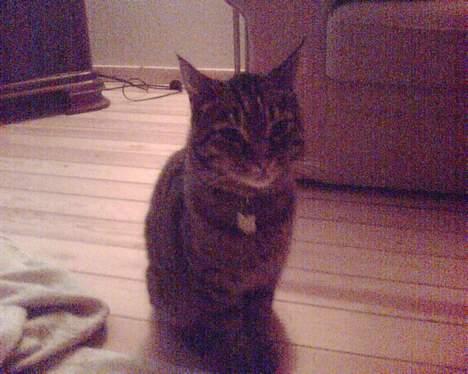 Blanding af racer Chubbc billede 9