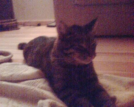 Blanding af racer Chubbc billede 10