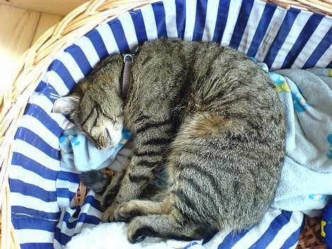 Blanding af racer Chubbc - Jeg varmer kurven for dig søster. billede 11