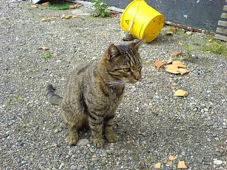 Blanding af racer Chubbc billede 12