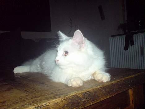 Blanding af racer Figaro billede 12