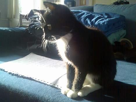 Huskat Mille - Jeg kigger bare... billede 1