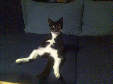 Huskat Mille - Hva dælen... Et kamera... Ikke nu, smut med dig... billede 2