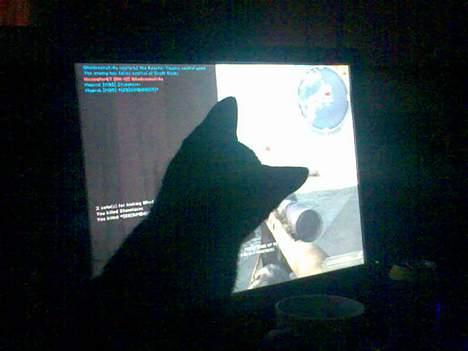 Huskat Mille - Jeg vil også være med... billede 3