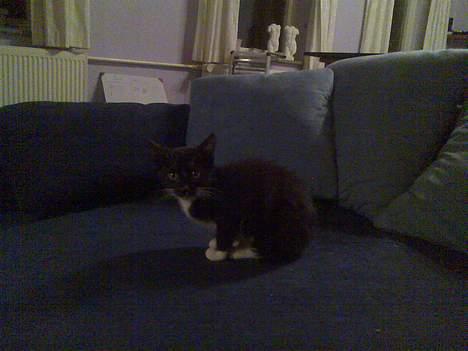 Huskat Mille - Hjælp... Jeg er lige kommet, hvor er jeg??? Moar! billede 6