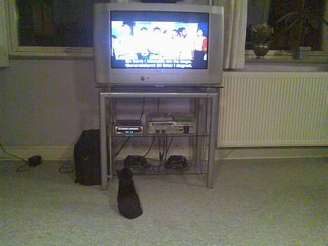 Huskat Mille - Der er altid noget godt i fjernsynet her hos os... billede 8