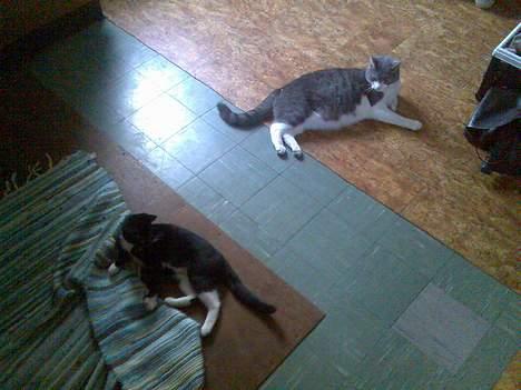 Huskat Mille - Her er min legekammerat Napoleon på besøg... Vi hygger os altid...  billede 9