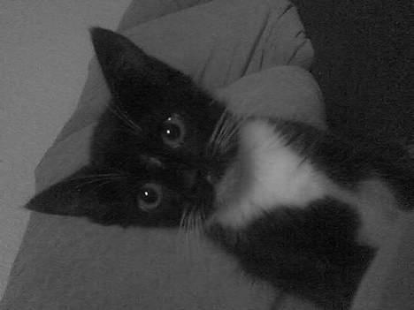 Huskat Mille - Hej hej...  billede 10