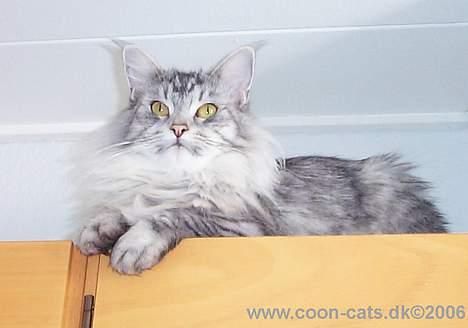 Maine Coon Gizmo billede 1