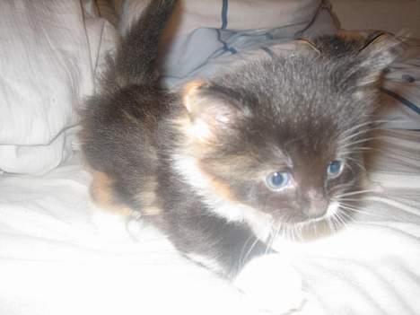 Norsk Skovkat Gucci - Gucci ca. 4 uger billede 3