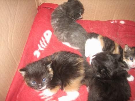 Norsk Skovkat Gucci - Her ses Gucci og hendes søskende ca. 3 uger billede 4