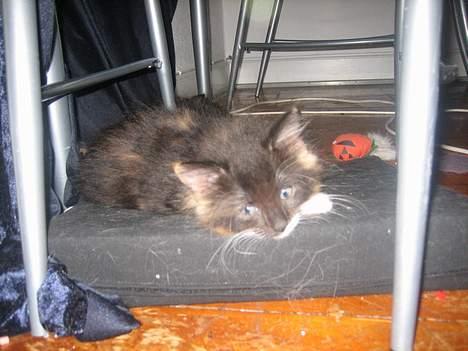 Norsk Skovkat Gucci - er jeg ikke smuk??  billede 5