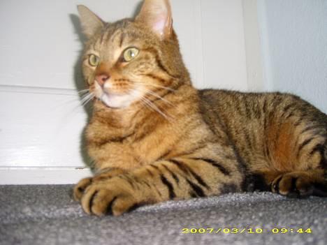 Huskat Hugo billede 18