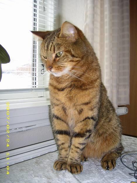 Huskat Hugo billede 19