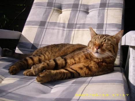 Huskat Hugo billede 20