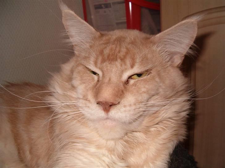 Maine Coon Max billede 1