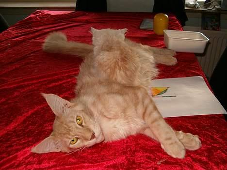 Maine Coon Max - jaa mor , har ikke tid, skal have mig en lur... billede 2