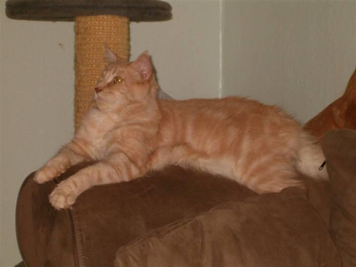 Maine Coon Max billede 4