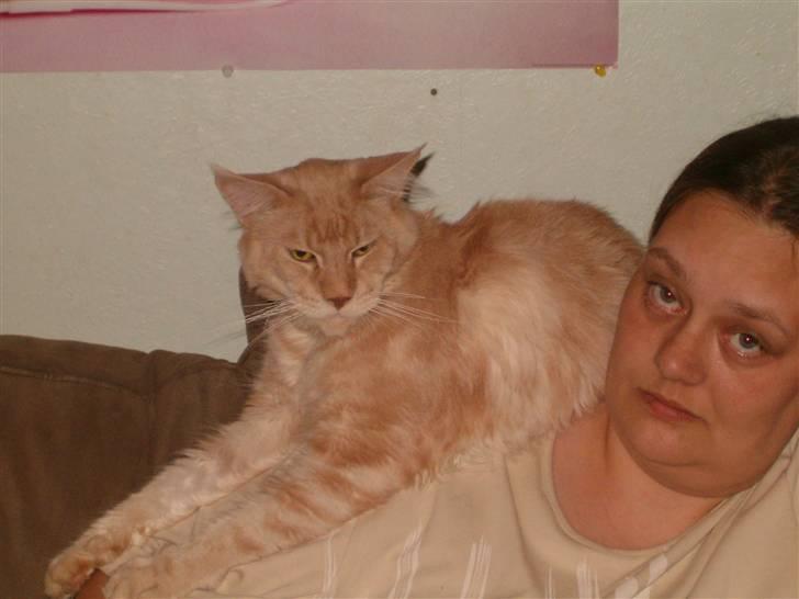 Maine Coon Max - jubii nyder at ligge på min ejer.. og så jeg tung *GG* billede 5