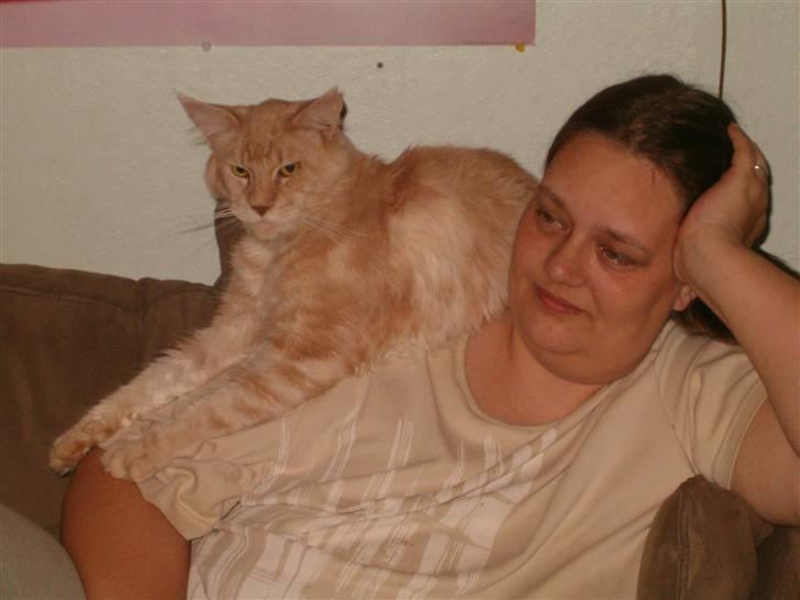 Maine Coon Max billede 6