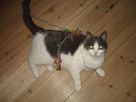 Huskat Kelly - GODT NYTÅR! Med fest og farver billede 14