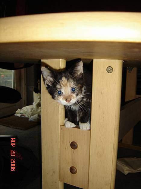 Huskat Dipsy & Barnonen *Savnet* - Mig kan man da ikk modstå? billede 1