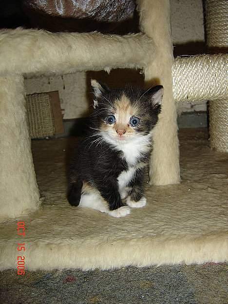 Huskat Dipsy & Barnonen *Savnet* - Se mig lige, er jeg ikk sød? billede 2