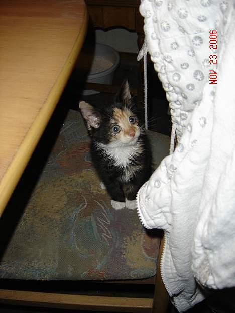 Huskat Dipsy & Barnonen *Savnet* - Nej jeg har ikk gjort noget, jeg er nemli uskyldig!! billede 3