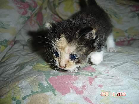 Huskat Dipsy & Barnonen *Savnet* - Her var hun ikk ret gammel :) billede 4