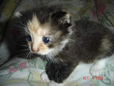 Huskat Dipsy & Barnonen *Savnet* - Her er hun igen som bette billede 5