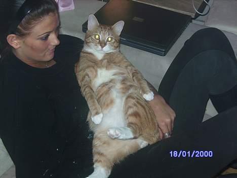 Huskat Garfield - Mig og Garfield putter :) billede 19