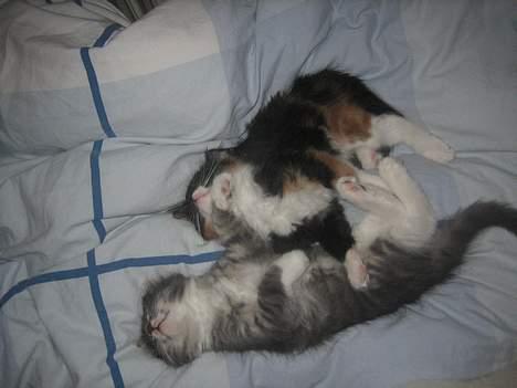 Norsk Skovkat Gucci - Gucci leger med hendes bror.. taget den 18.1.07 9 uger billede 6