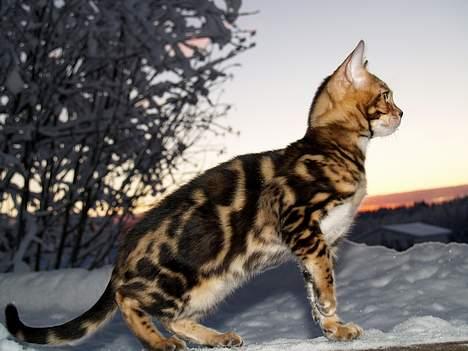 Bengal Leopardette´s Leo billede 2