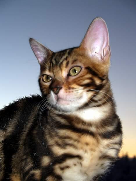 Bengal Leopardette´s Leo billede 3