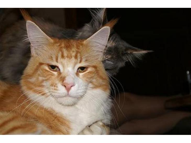 Maine Coon IC President of Koi Pond billede 1