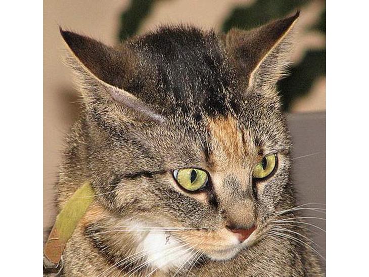 {{currentPhoto.altText}} billede {{currentPhoto.number}}